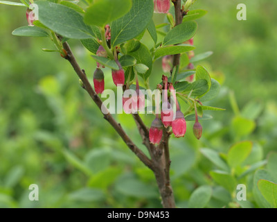 Moor-Heidelbeere, nördlichen Heidelbeere / Vaccinium Uliginosum / Rauschbeeren Stockfoto