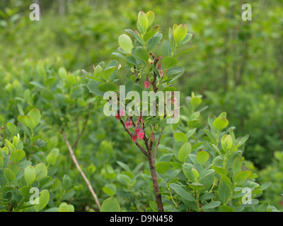Moor-Heidelbeere, nördlichen Heidelbeere / Vaccinium Uliginosum / Rauschbeeren Stockfoto