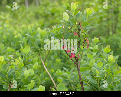 Moor-Heidelbeere, nördlichen Heidelbeere / Vaccinium Uliginosum / Rauschbeeren Stockfoto
