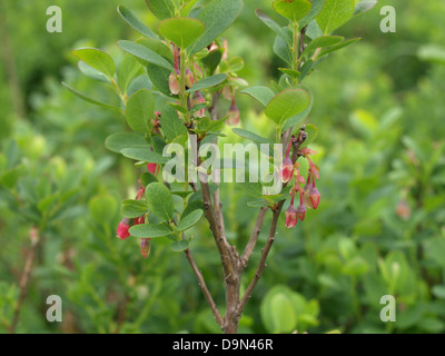 Moor-Heidelbeere, nördlichen Heidelbeere / Vaccinium Uliginosum / Rauschbeeren Stockfoto
