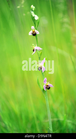 Die geschützten Biene Orchidee (Ophrys Apifera) Stockfoto