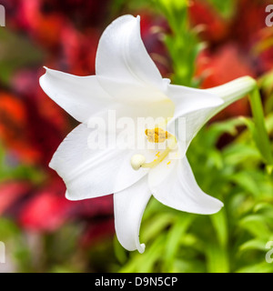 Eine schöne Ostern Lilie wächst in einer Bermuda Garten. Stockfoto