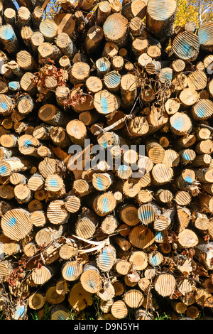 Bäume für Faserholz protokolliert Stockfoto