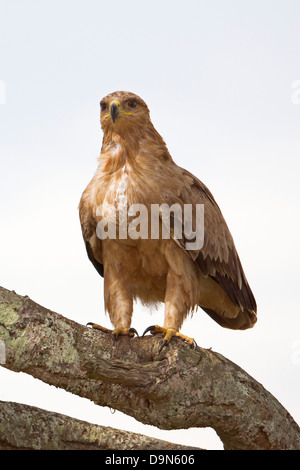 Steppenadler auf einen Baum, Masai Mara, Kenia Stockfoto