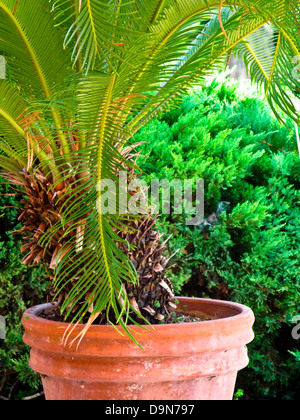 Palme im Topf Stockfoto