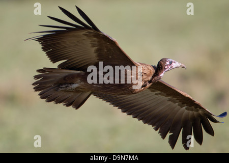 Mit Kapuze Geier im Flug, Masai Mara, Kenia Stockfoto