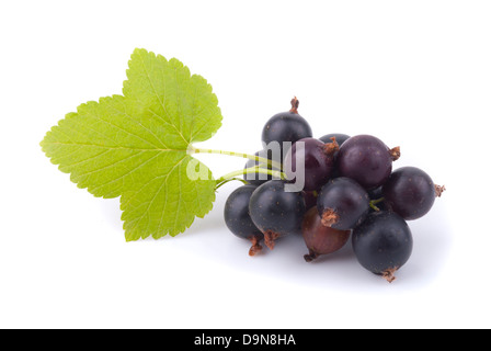 Schwarze Johannisbeere und grünes Blatt auf einem weißen Hintergrund. Stockfoto