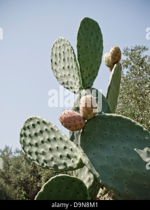 Feigenkaktus, Sizilien, Italien Stockfoto