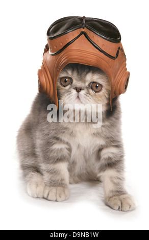 Silber Tabby exotic Shorthair Kitten Vintage raf Helm und Schutzbrille tragen Stockfoto