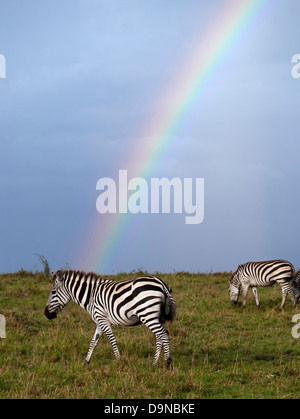 Zebras in einer kommenden Gewitter, Masai Mara, Kenia Stockfoto