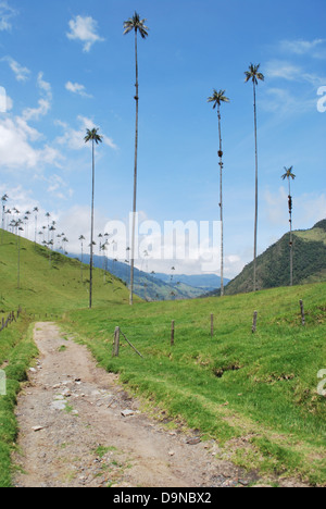 Ein Feldweg laufen durch das Cocora-Tal in der Nähe von Salento, Abteilung Quindio, Kolumbien. Stockfoto