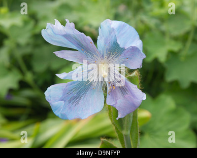 Meconopsis Blue Poppy Garten Blume auch bekannt als Himalaya-Mohn Stockfoto