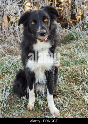 Border-Collie, der liebt, setzen ihr Gesicht in schlammigen Pfützen Stockfoto