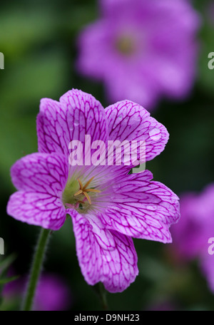 Schöne Endres Storchschnabel (Geranium Endressii) mit Regentropfen Stockfoto