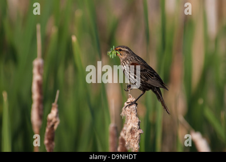 Weiblicher Rotschulterstärling (Agelaius Phoeniceus) stehend auf einem Rohrkolben mit einem Schluck Raupen, Big Lake, Alberta Stockfoto