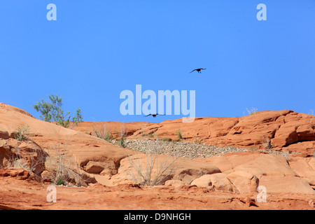 Zwei amerikanische Krähen (Corvus Brachyrhynchos) am Lake Powell in Utah Stockfoto