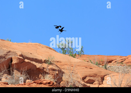 Zwei amerikanische Krähen (Corvus Brachyrhynchos) kämpfen in der Luft am Lake Powell in Utah Stockfoto