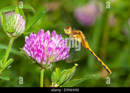 Weibliche White-faced Meadowhawk (Sympetrum Obtrusum) thront auf einem rotem Klee Blüte, wenig Cataraqui Conservation Area, Ontario Stockfoto