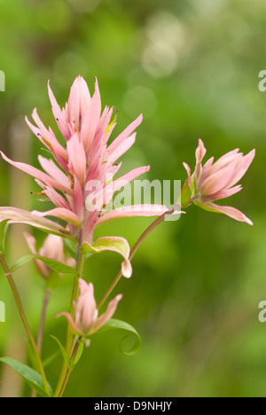 Indian Paintbrush (Castilleja Miniata), pink Farbvariante, Bow Valley Provincial Park, Alberta Stockfoto