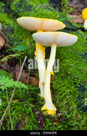 Ein paar gelbe Pilze (Amanita Flavoconia) wächst unter Moos in Charleston Lake Provincial Park, Ontario Stockfoto