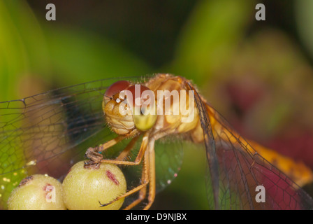 Ein White-faced Meadowhawk (Sympetrum Obtrusum) thront Gebet-wie auf eine gelbe Beere, wenig Cataraqui Conservation Area, Ontario Stockfoto