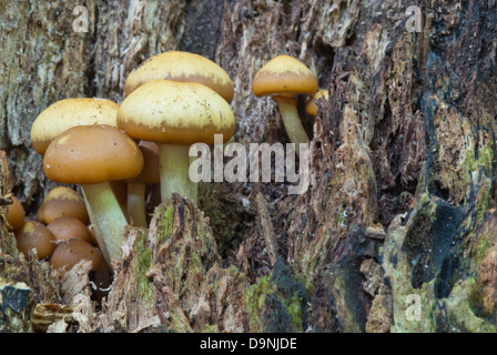 Eine Masse von Braun-capped Pilze wachsen aus einem Baum Stump, wenig Cataraqui Conservation Area, Ontario Stockfoto