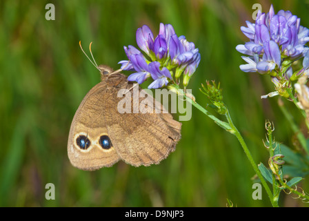 Ein gemeinsame Waldnymphe Schmetterling (Cercyonis Pegala) thront auf einem Luzerne Blume Cluster, Wagner Moor, Alberta Stockfoto