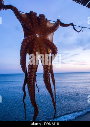 Eine Krake in einem Strand-Restaurant in Skala Eresou, Lesbos, Griechenland Trocknen aufhängen. Stockfoto