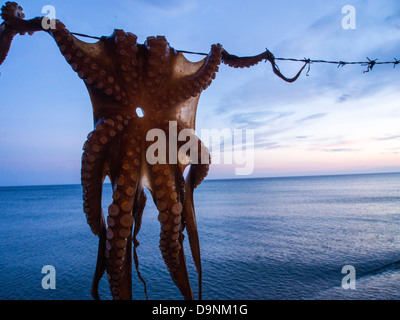 Eine Krake in einem Strand-Restaurant in Skala Eresou, Lesbos, Griechenland Trocknen aufhängen. Stockfoto