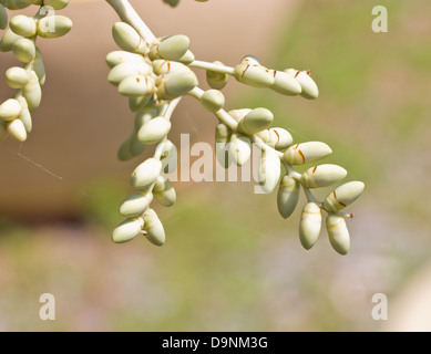 Areca Catechu oder Betelnuss Palm. Stockfoto