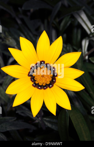 Nahaufnahme der Arctotis Blume - Familie Asteraceae Stockfoto