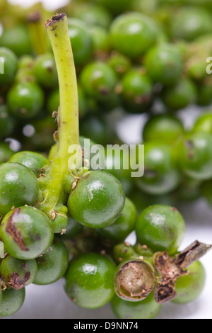 Frische Paprika. Gesunde würzige Rezept für Thai-Küche. Stockfoto