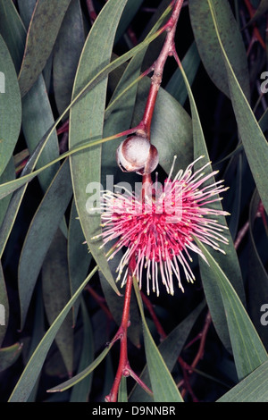 Nahaufnahme der Nadelkissen Hakea / Emy Bush / Kodjet - Hakea Laurina - Familie Proteaceae Stockfoto