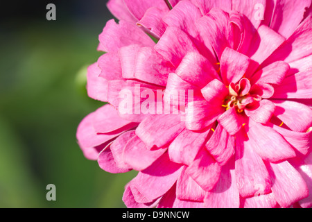 Nahaufnahme von rosa Zinnia Blume. Stockfoto