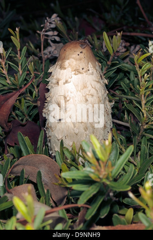 Shaggy-Cap/Shaggy Tinte Cap/Rechtsanwalt Perücke/Shaggy Mähne Pilz-Coprinellus Comatus-[ehemals Coprinus Comatus]-Familie Agaricaceae Stockfoto