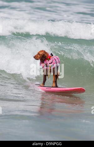 San Diego, CA, USA. 22. Juni 2013. Das Loews Coronado Bay Surf Hund Wettbewerb statt am Imperial Beach Pier, südlich von San Diego. Alle Formen und Größen der Eckzahn zeigte sich für die Veranstaltung. Auf Brettern, gefolgt von einem Tandem-Event gab es einzelne Hunde. Jetzt in seinem achten Jahr dieses beliebten Hunde Wettbewerb ist eine Erweiterung des preisgekrönten Loews liebt Haustiere Programm Loews Hotels & Resorts und ist eine äusserst erfolgreiche Spendenaktion für Non-Profit-Organisationen geworden. Für das zweite Jahr in Folge wird das Ereignis ASPCAå¬ (American Society for Prevention of Cruelty to Animals) profitieren. Die ASPC Stockfoto