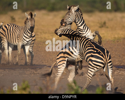 Zebra kämpfen am Wasserloch im Krüger-Nationalpark Stockfoto