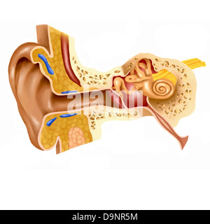 Querschnitt des menschlichen Ohres. Stockfoto