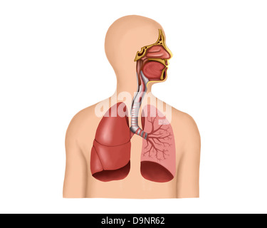 Anatomie der menschlichen Atemwege. Stockfoto