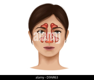 Anatomie der Nasennebenhöhlen. Stockfoto