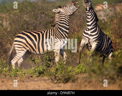 Zebra kämpfen am Wasserloch im Krüger-Nationalpark Stockfoto