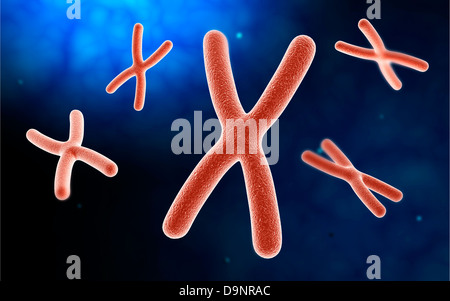 Mikroskopische Ansicht des Chromosoms. Stockfoto