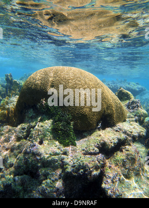 Gehirn Korallen am Riff spiegelt sich in der Wasseroberfläche, Karibik, Riviera Maya, Mexiko Stockfoto