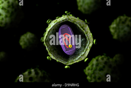 Mikroskopische Ansicht des HIV-Virus, Querschnitt. Stockfoto