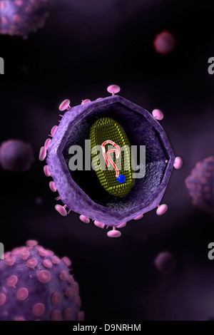 Mikroskopische Ansicht des HIV-Virus, Querschnitt. Stockfoto