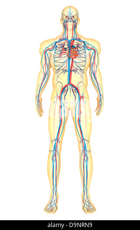 Anatomie des menschlichen Körpers und Herz-Kreislauf-System, Vorderansicht. Stockfoto