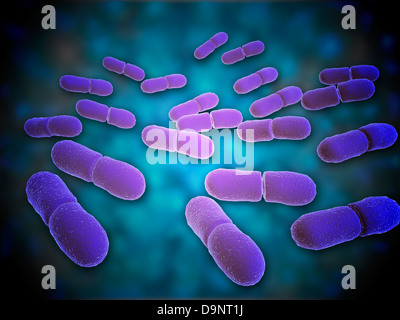 Mikroskopische Ansicht von Listeria Monocytogenes. Stockfoto