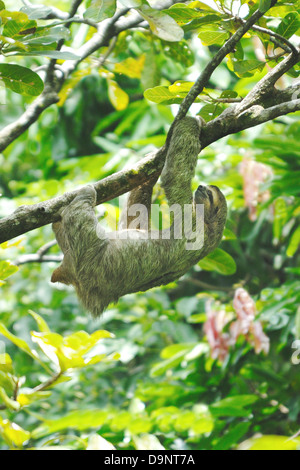 Dreifingerfaultier (Bradypus Variegatus) im Regenwald von Costa Rica Stockfoto