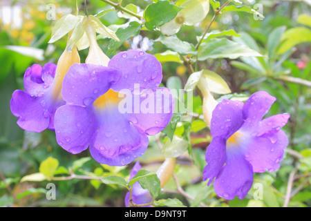 Thunbergia gegen Blätter Nahaufnahme Stockfoto