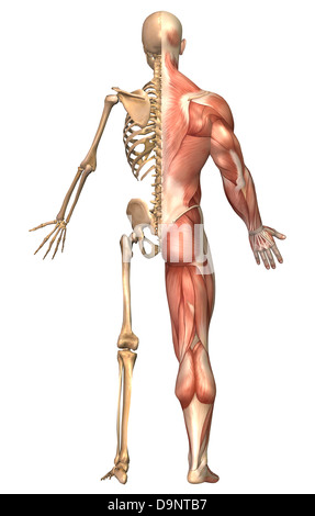 Medizinische Illustration des menschlichen Skeletts und der Muskulatur, Rückansicht. Stockfoto